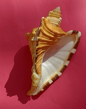 Cymatium raderi seashell, underside view.jpg