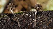 Cystoagaricus strobilomyces 08.jpg