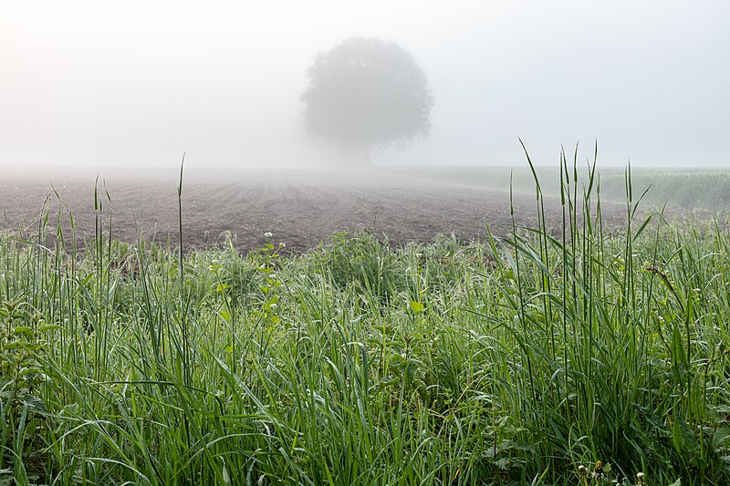 File:Dülmen, Kirchspiel, Nebel in der Bauerschaft Börnste -- 2021 -- 8089.jpg