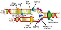 תמונה ממוזערת עבור שכפול DNA