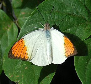 Beskrivelse af DSC 4105 - Hebemoia glaucippe.JPG-billede.