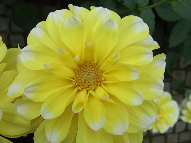 File:Dahlia 'Lemon Cane'.jpg