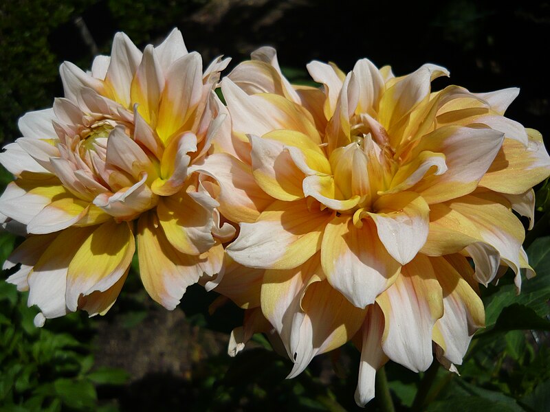 File:Dahlia 'Seattle'.jpg