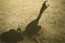 Cormorant chicks with deformed beaks on Spider Island, 1988. Some chicks had beaks which beaks curved over each other, and others had upper and lower beaks that were different sizes from each other. The deformities are thought to be from PCBs bioaccumulating in the cormorants. Deformed cormorant chicks, Spider Island, Door County, Wisconsin.jpg