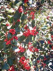 Ilex aquifolium plants