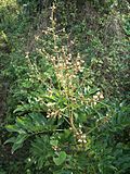 Miniatura para Deinbollia oblongifolia