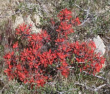 Desert paintbrush (Castilleja chromosa)