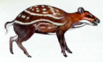 Chevrotain Aquatique: Description générale[1],[2], Distribution (Répartition et Habitat)[1],[2],[3], Illustrations