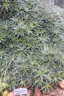 Deuterocohnia lotteae (Abromeitiella lotteae) - Botanischer Garten, Dresden, Germany - DSC08831.JPG