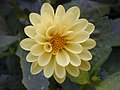   Pale yellow dahlias