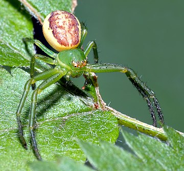 Diaea dorsata