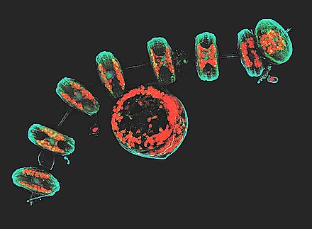 This projection of multiple confocal images, taken at the EMBL light microscopy facility, shows a group of diatoms with cyan cell walls, red chloroplasts, blue DNA, and green membranes and organelles Diatom chain.jpg