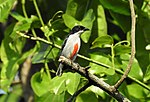 Thumbnail for Red-keeled flowerpecker