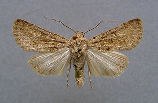 <i>Dichagyris erubescens</i> Species of moth