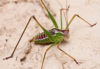 <i>Obolopteryx</i> Genus of cricket-like animals