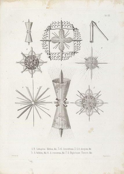 File:Die Radiolarien (Rhizopoda radiata) - Ernst Haeckel - Tafel 21.jpg