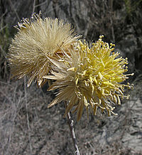 Dinoseris salicifolia