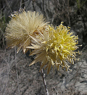 <i>Dinoseris</i> Genus of flowering plants