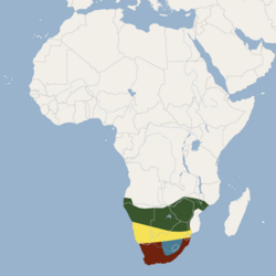 Répartition des Micaelamys namaquensis.png