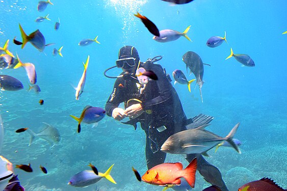 Taucher im Barrier Reef (Australien)