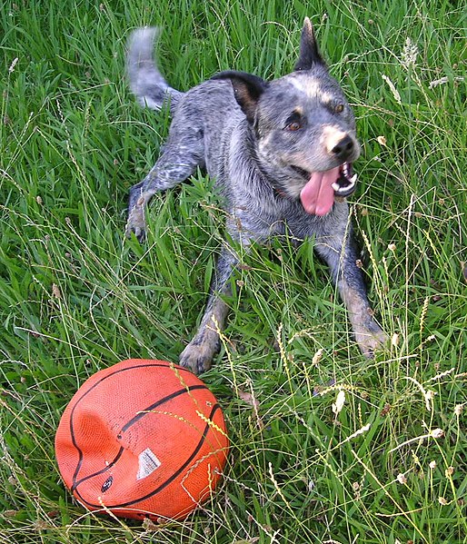 File:Dog with basketball.JPG
