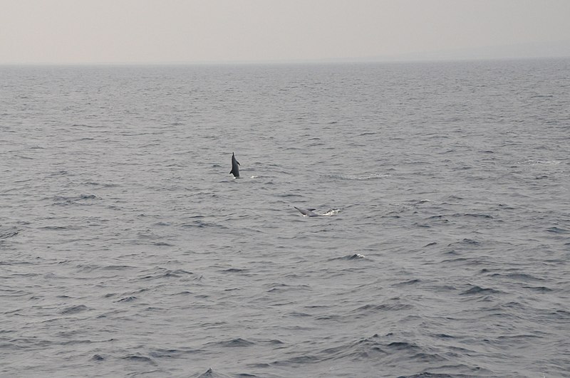 File:Dolphines Just Off Hawaii - panoramio.jpg