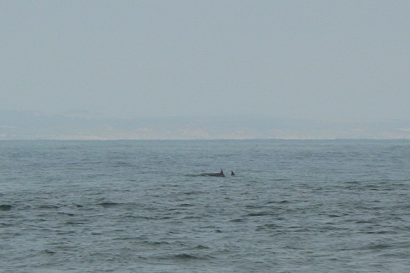 File:Dolphins near the harbour mouth (2707214081).jpg