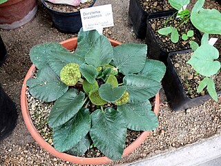 <i>Dorstenia brasiliensis</i> Species of plant