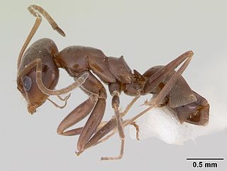 <i>Dorymyrmex smithi</i> Species of ant