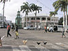 Chickens on the crosswalk, Basseterre