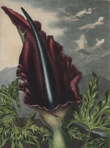 File:Dragon Arum, by Henderson, 1812.jpg