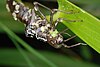 Dragonfly (Aeshna sp.) exuvia, Stuttgart, Germany - 20090724-02.jpg