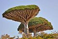 Dragons Blood Tree, Socotra Island (10941931846).jpg