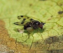 A picture-wing Hawaiian fly, Drosophila glabriapex Drosophila glabriapex.jpg