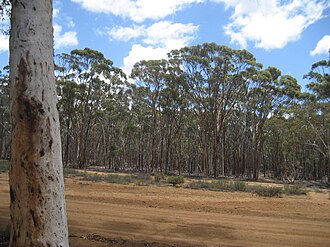 Mallet plantation Dryandra Woodland 024.jpg