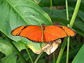 Dryas julia