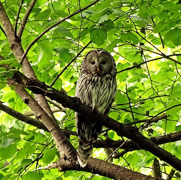 File:Dugorepa sova (Strix uralensis), odrasla jedinka; Ural owl adult.jpg