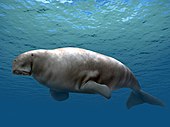 Life restoration of the Miocene-Pliocene manatee relative Dusisiren Dusisiren jordani life restoration.jpg