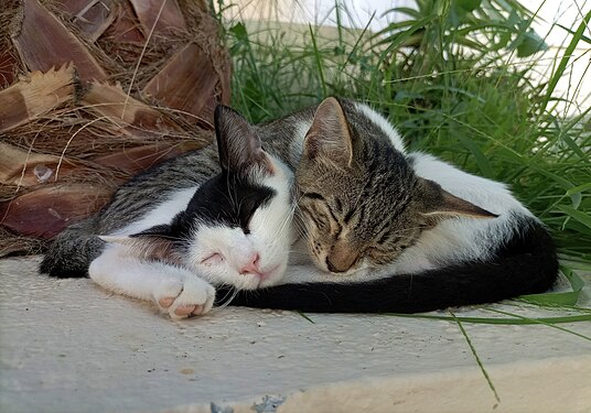 Sleeping kittens in Crete, Greece