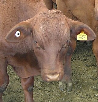 <span class="mw-page-title-main">National Livestock Identification System</span> Australian livestock management system