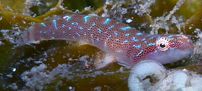 Eastern Cleaner Clingfish (cropped).jpg