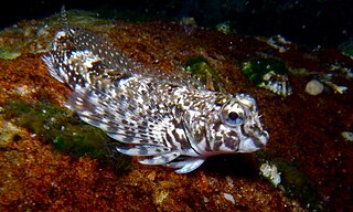 <span class="mw-page-title-main">Eastern jumping blenny</span> Species of fish