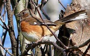 Eastern Towhee