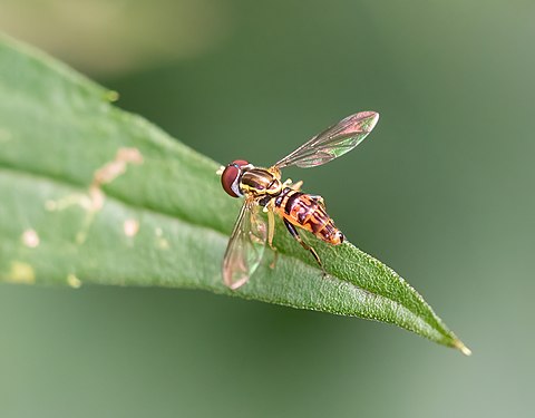 Toxomerus geminatus (eastern calligrapher), Prospect Park