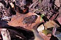 Die Glänzende Waldschabe (Ectobius lucidus) lebt im genannten Gebiet nur im äußersten Westen Deutschlands.