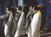 帝王企鵝（Aptenodytes patagonicus）喺愛丁堡動物園