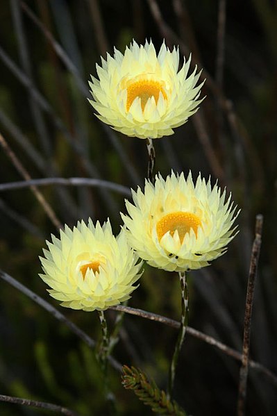 File:Edmondia sesamoides.jpg