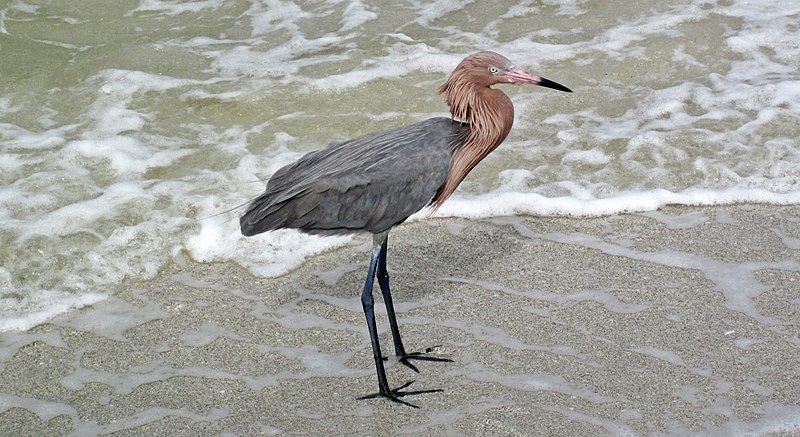 File:Egretta rufescens (reddish egret) (Sanibel Island, Florida, USA).jpg
