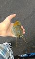 Robin, Erithacus rubecula. Staniszów, nearly Marczyce.