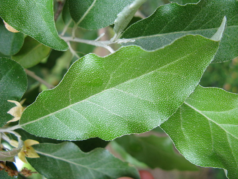 File:Elaeagnus umbellata4.jpg